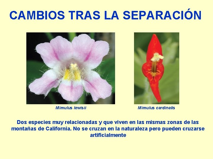 CAMBIOS TRAS LA SEPARACIÓN Mimulus lewisii Mimulus cardinalis Dos especies muy relacionadas y que