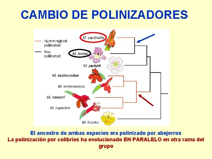 CAMBIO DE POLINIZADORES El ancestro de ambas especies era polinizado por abejorros La polinización