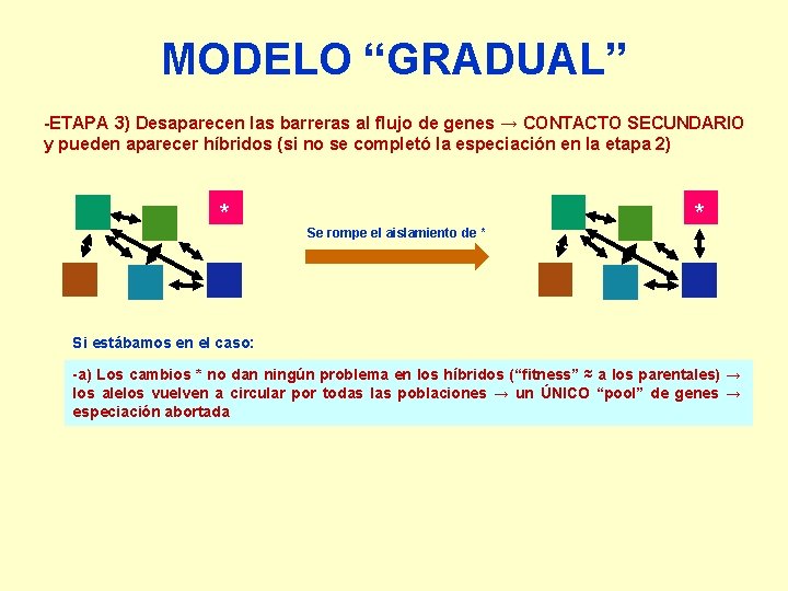 MODELO “GRADUAL” -ETAPA 3) Desaparecen las barreras al flujo de genes → CONTACTO SECUNDARIO