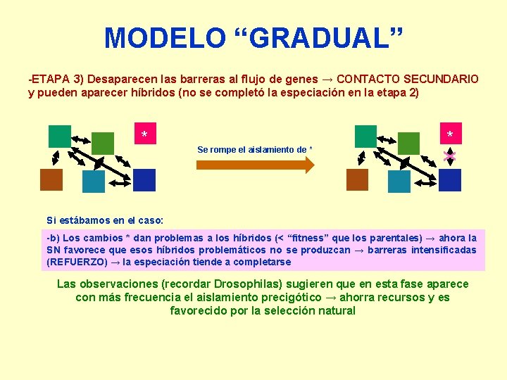 MODELO “GRADUAL” -ETAPA 3) Desaparecen las barreras al flujo de genes → CONTACTO SECUNDARIO