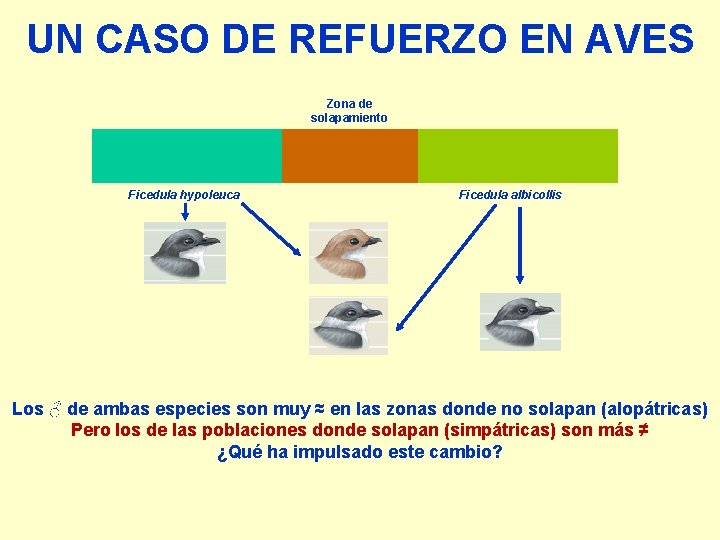 UN CASO DE REFUERZO EN AVES Zona de solapamiento Ficedula hypoleuca Ficedula albicollis Los