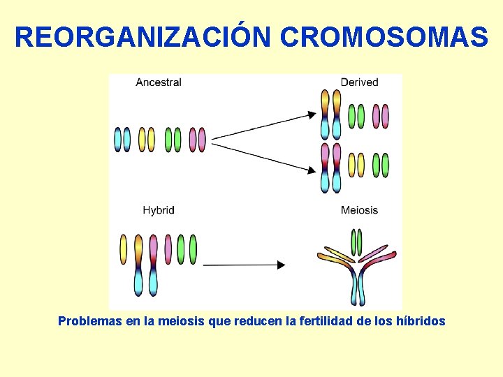 REORGANIZACIÓN CROMOSOMAS Problemas en la meiosis que reducen la fertilidad de los híbridos 