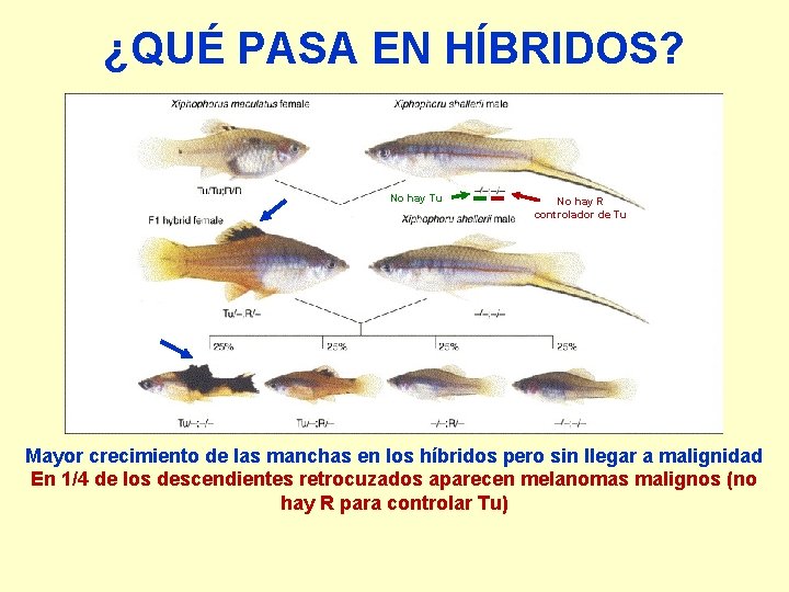 ¿QUÉ PASA EN HÍBRIDOS? No hay Tu No hay R controlador de Tu Mayor