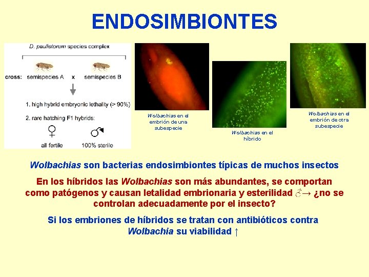 ENDOSIMBIONTES Wolbachias en el embrión de una subespecie Wolbachias en el embrión de otra