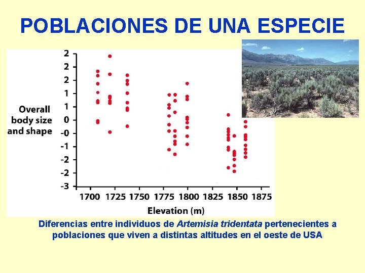 POBLACIONES DE UNA ESPECIE Diferencias entre individuos de Artemisia tridentata pertenecientes a poblaciones que