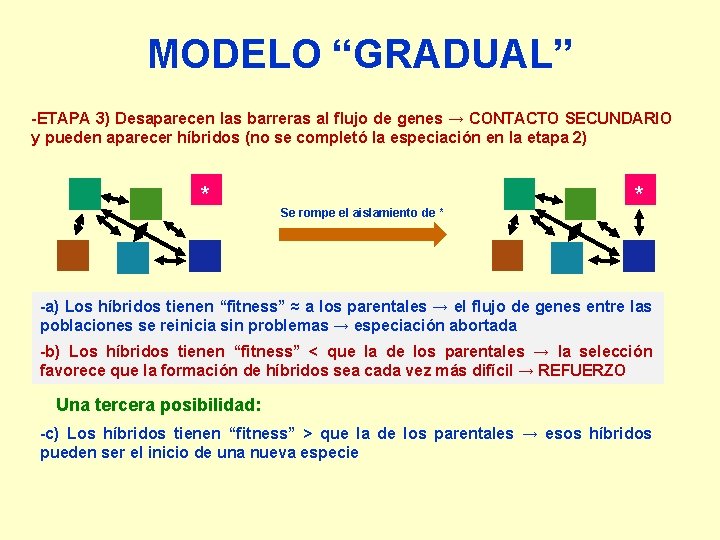 MODELO “GRADUAL” -ETAPA 3) Desaparecen las barreras al flujo de genes → CONTACTO SECUNDARIO