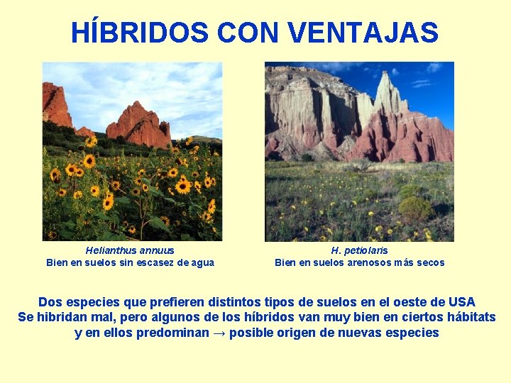 HÍBRIDOS CON VENTAJAS Helianthus annuus Bien en suelos sin escasez de agua H. petiolaris