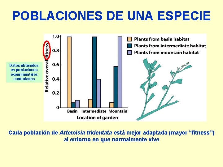 POBLACIONES DE UNA ESPECIE Datos obtenidos en poblaciones experimentales controladas Cada población de Artemisia