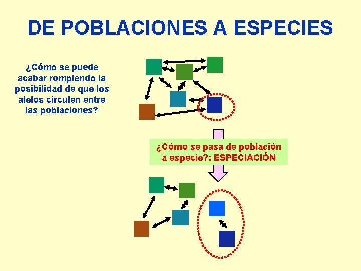 DE POBLACIONES A ESPECIES ¿Cómo se puede acabar rompiendo la posibilidad de que los