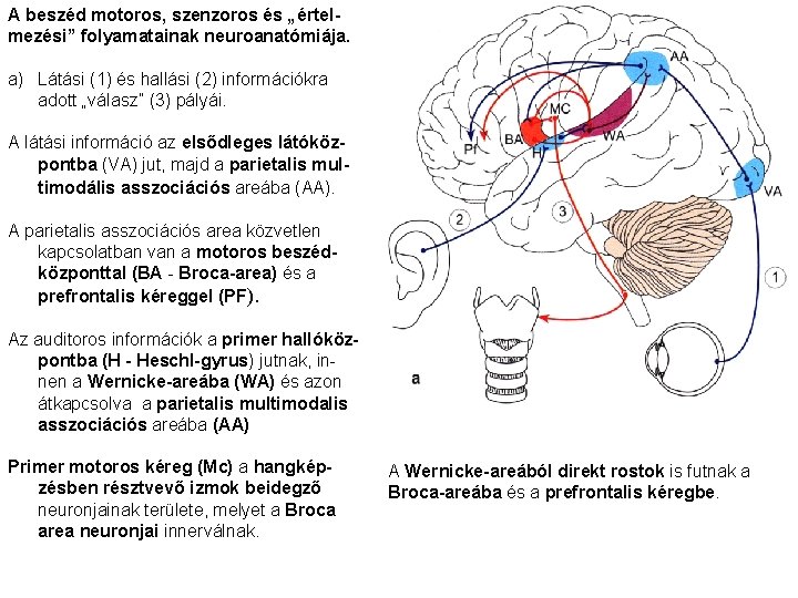 A beszéd motoros, szenzoros és „értelmezési” folyamatainak neuroanatómiája. a) Látási (1) és hallási (2)