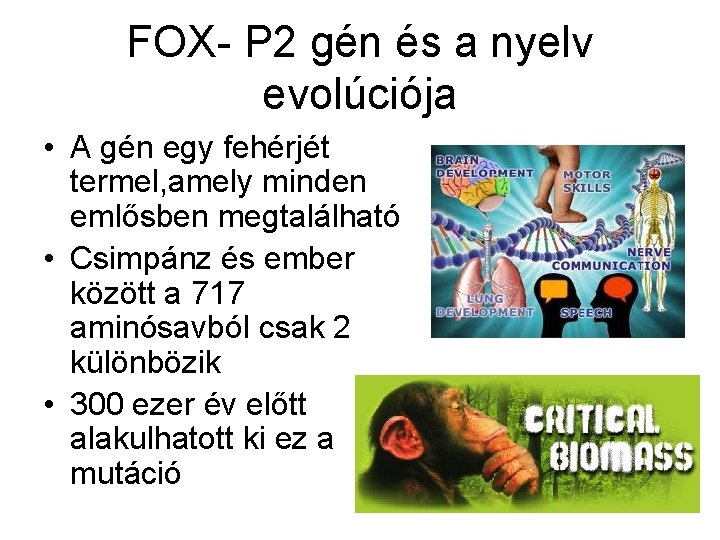 FOX- P 2 gén és a nyelv evolúciója • A gén egy fehérjét termel,