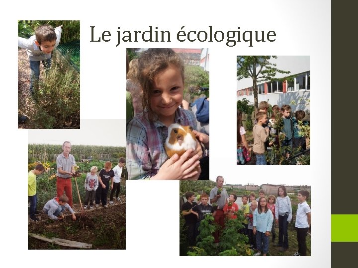 Le jardin écologique 