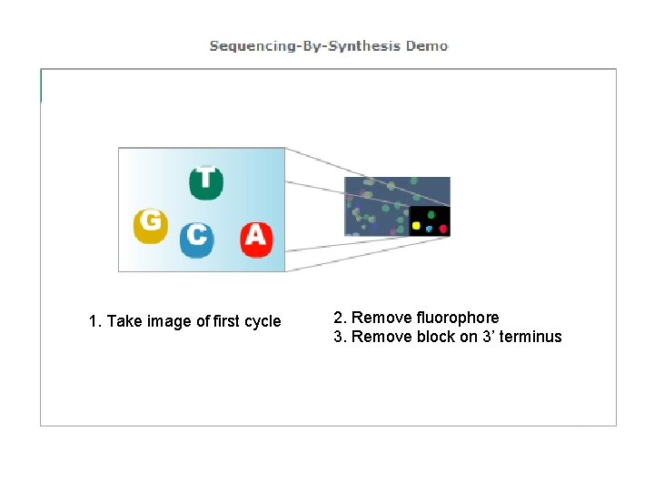 1. Take image of first cycle 2. Remove fluorophore 3. Remove block on 3’