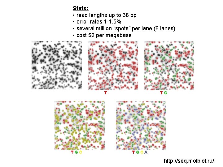 Stats: • read lengths up to 36 bp • error rates 1 -1. 5%