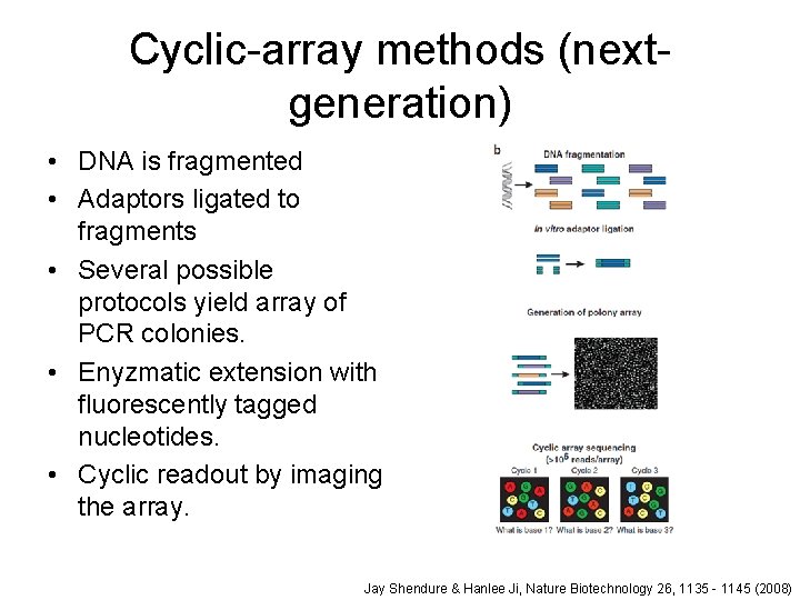 Cyclic-array methods (nextgeneration) • DNA is fragmented • Adaptors ligated to fragments • Several