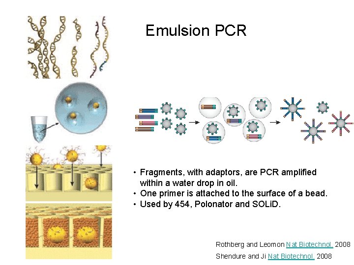 Emulsion PCR • Fragments, with adaptors, are PCR amplified within a water drop in