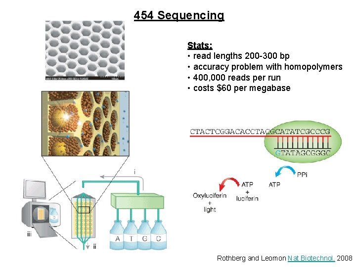 454 Sequencing Stats: • read lengths 200 -300 bp • accuracy problem with homopolymers