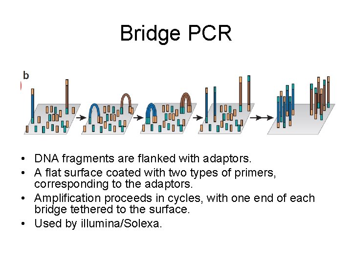 Bridge PCR • DNA fragments are flanked with adaptors. • A flat surface coated