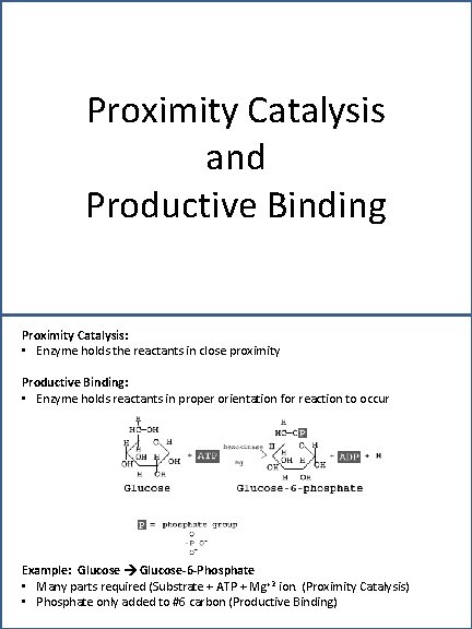 Proximity Catalysis and Productive Binding Proximity Catalysis: • Enzyme holds the reactants in close