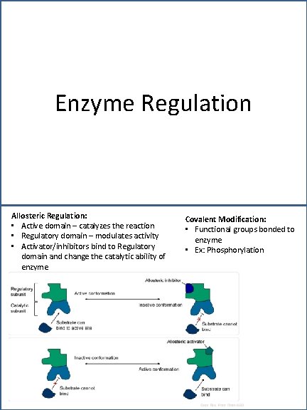 Enzyme Regulation Allosteric Regulation: • Active domain – catalyzes the reaction • Regulatory domain