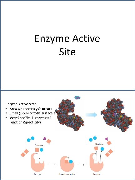 Enzyme Active Site: • Area where catalysis occurs • Small (1 -5%) of total