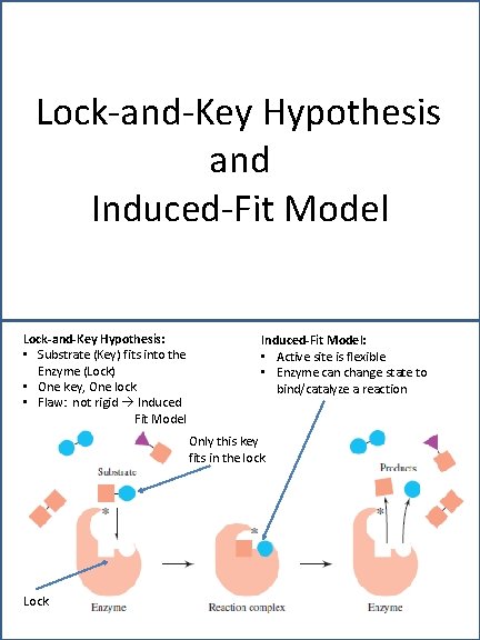 Lock-and-Key Hypothesis and Induced-Fit Model Lock-and-Key Hypothesis: • Substrate (Key) fits into the Enzyme