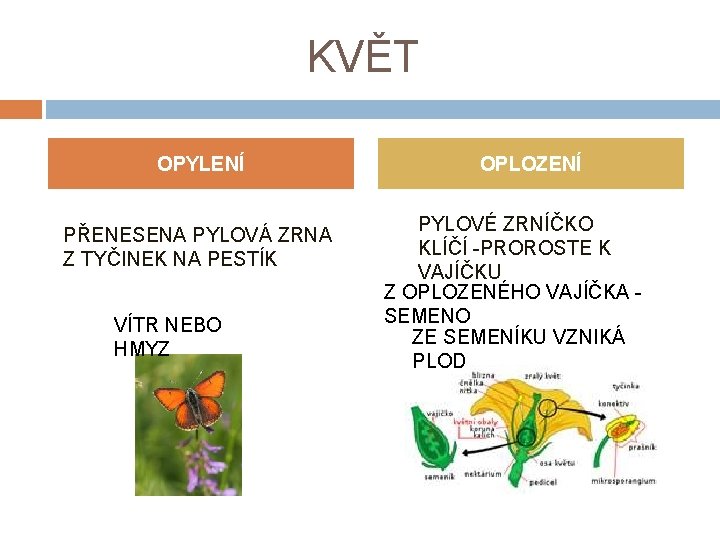 KVĚT OPYLENÍ PŘENESENA PYLOVÁ ZRNA Z TYČINEK NA PESTÍK VÍTR NEBO HMYZ OPLOZENÍ PYLOVÉ