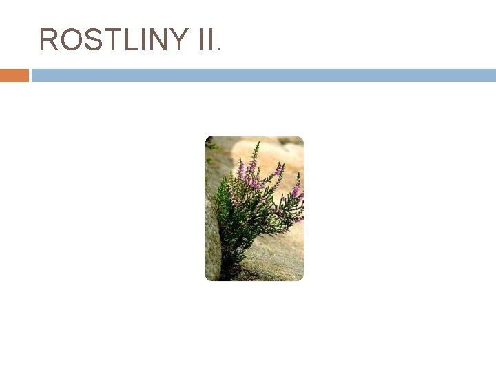 ROSTLINY II. 
