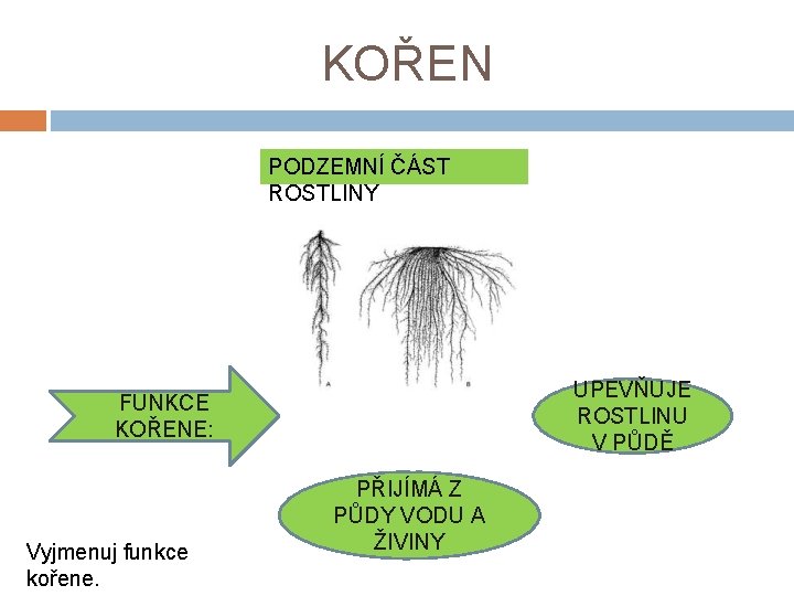 KOŘEN PODZEMNÍ ČÁST ROSTLINY UPEVŇUJE ROSTLINU V PŮDĚ FUNKCE KOŘENE: Vyjmenuj funkce kořene. PŘIJÍMÁ