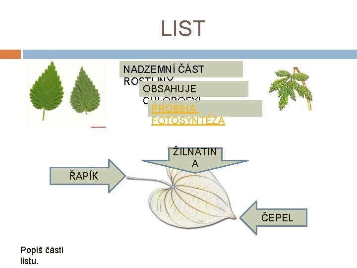 LIST NADZEMNÍ ČÁST ROSTLINY OBSAHUJE CHLOROFYL PROBÍHÁ FOTOSYNTÉZA ŽILNATIN A ŘAPÍK ČEPEL Popiš části