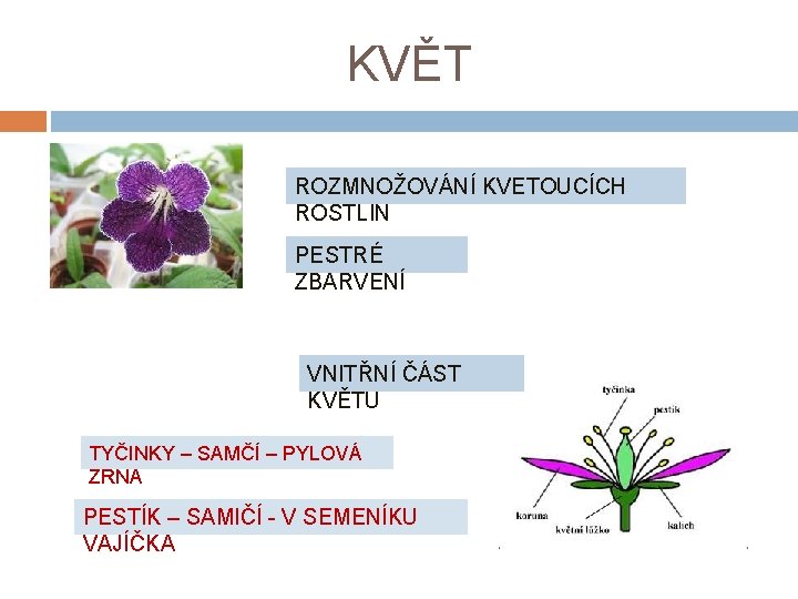 KVĚT ROZMNOŽOVÁNÍ KVETOUCÍCH ROSTLIN PESTRÉ ZBARVENÍ VNITŘNÍ ČÁST KVĚTU TYČINKY – SAMČÍ – PYLOVÁ