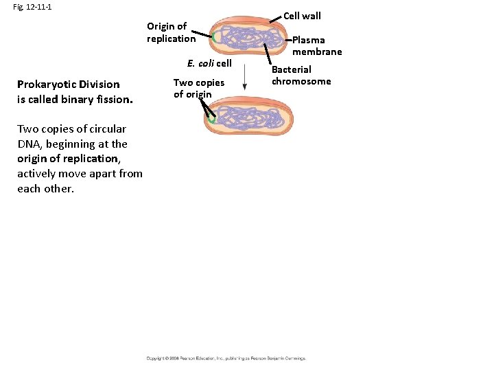 Fig. 12 -11 -1 Origin of replication E. coli cell Prokaryotic Division is called