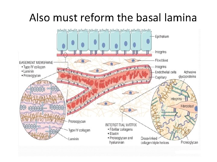 Also must reform the basal lamina 