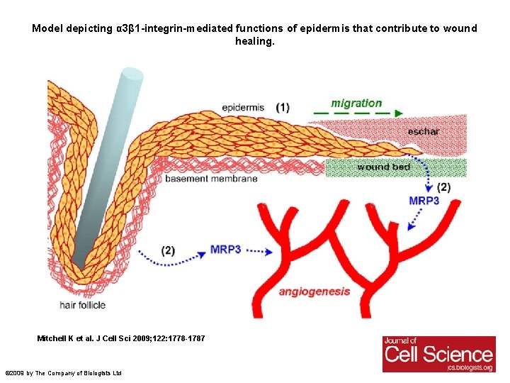 Model depicting α 3β 1 -integrin-mediated functions of epidermis that contribute to wound healing.