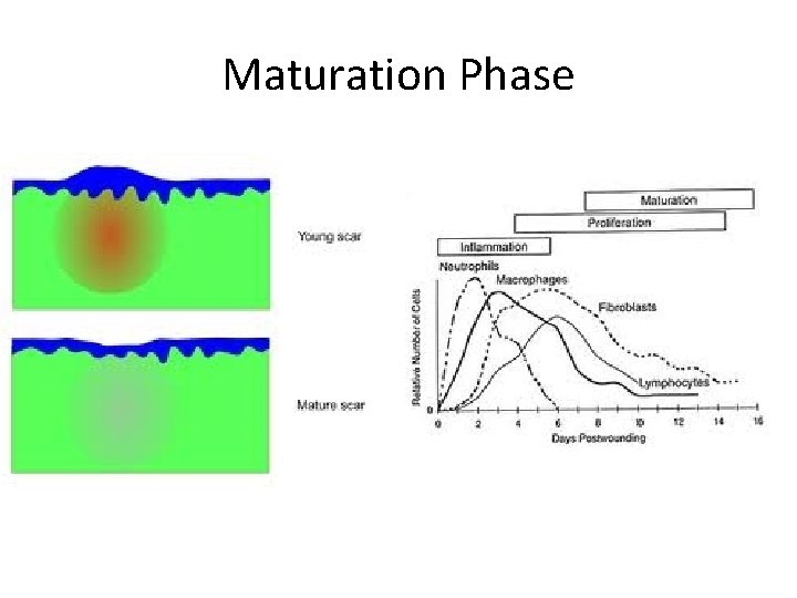 Maturation Phase 