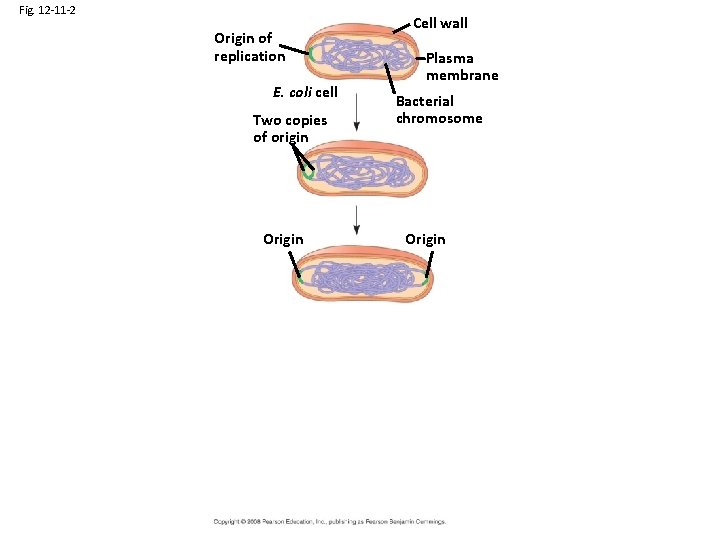 Fig. 12 -11 -2 Origin of replication E. coli cell Two copies of origin