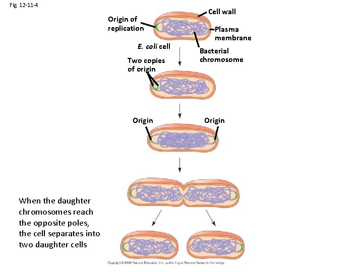 Fig. 12 -11 -4 Origin of replication E. coli cell Two copies of origin