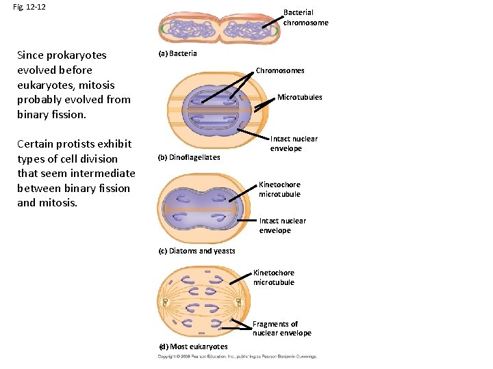 Fig. 12 -12 Since prokaryotes evolved before eukaryotes, mitosis probably evolved from binary fission.