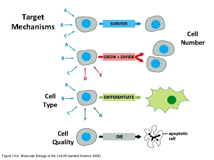 Target Mechanisms Cell Type Cell Quality Figure 15 -8 Molecular Biology of the Cell