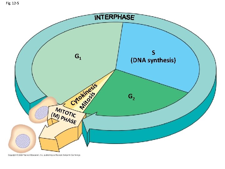 Fig. 12 -5 S (DNA synthesis) G 1 is ito MIT (M) OTIC PHA