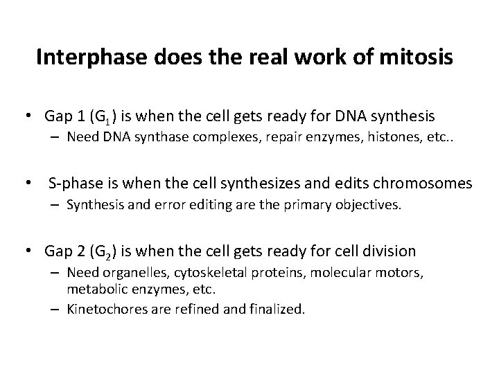 Interphase does the real work of mitosis • Gap 1 (G 1) is when