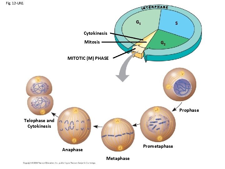 Fig. 12 -UN 1 G 1 S Cytokinesis Mitosis G 2 MITOTIC (M) PHASE