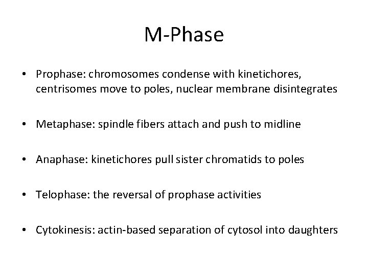 M-Phase • Prophase: chromosomes condense with kinetichores, centrisomes move to poles, nuclear membrane disintegrates