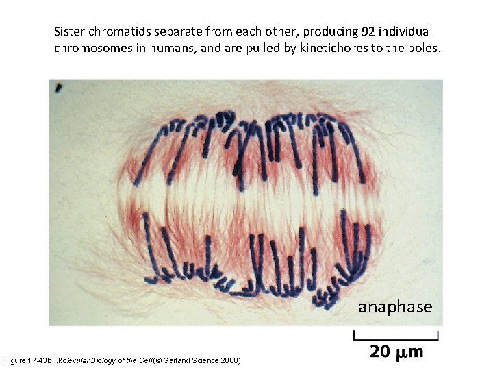 Sister chromatids separate from each other, producing 92 individual chromosomes in humans, and are