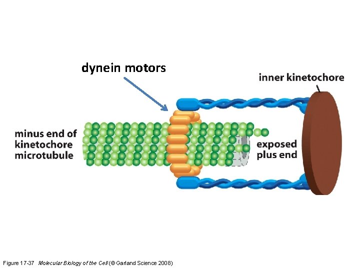 dynein motors Figure 17 -37 Molecular Biology of the Cell (© Garland Science 2008)