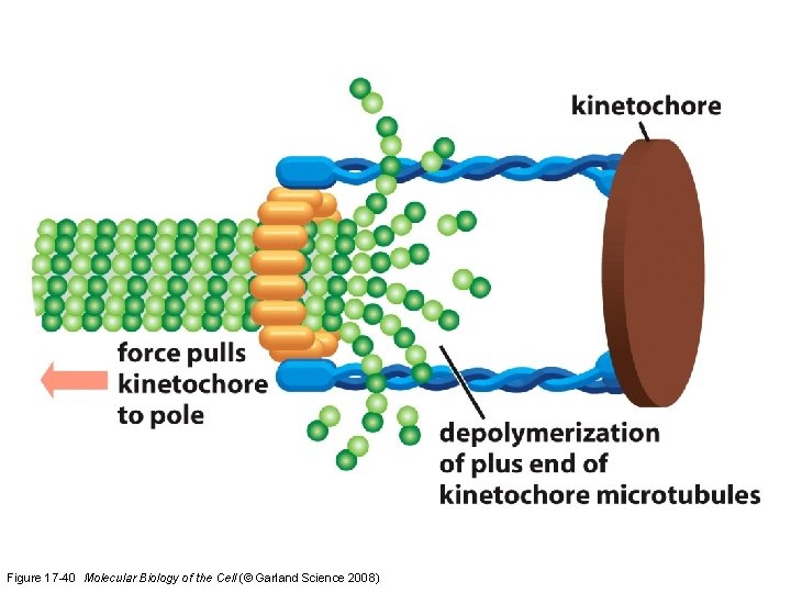 Figure 17 -40 Molecular Biology of the Cell (© Garland Science 2008) 