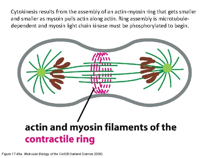 Cytokinesis results from the assembly of an actin-myosin ring that gets smaller and smaller