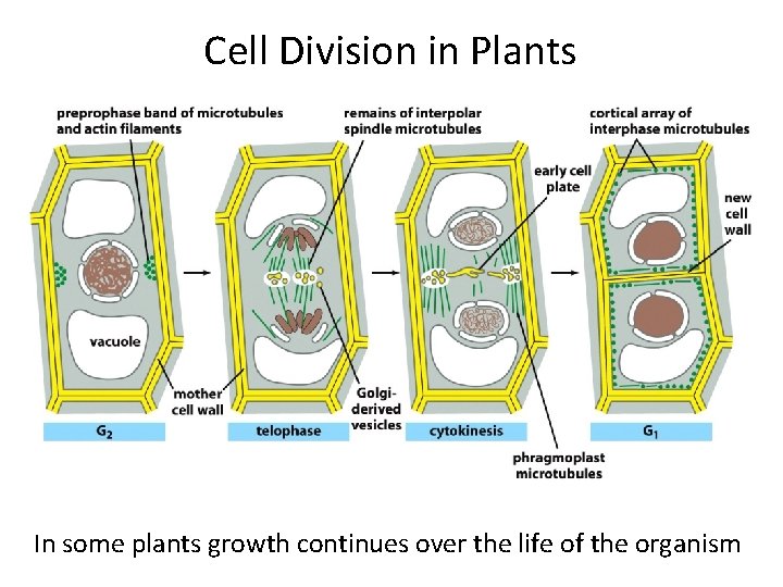 Cell Division in Plants In some plants growth continues over the life of the