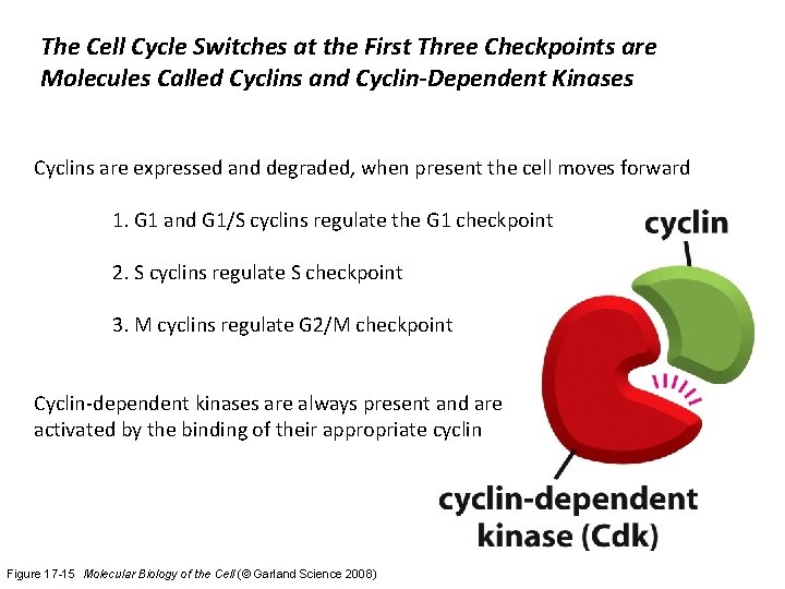 The Cell Cycle Switches at the First Three Checkpoints are Molecules Called Cyclins and