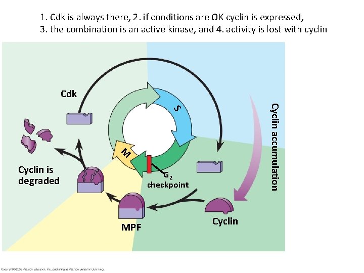 1. Cdk is always there, 2. if conditions are OK cyclin is expressed, 3.